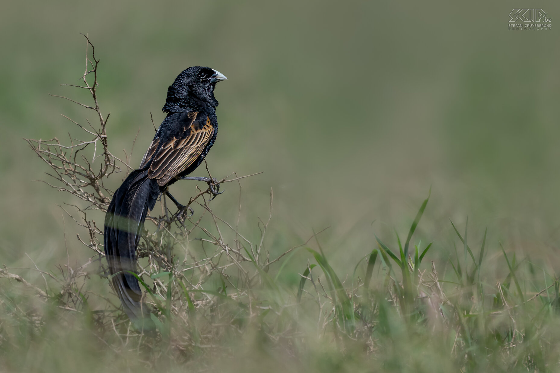 Solio - Lierstaartwidavink Op onze wandelsafari in Solio konden we heel veel Lierstaartwidavinken (Jackson's widowbird, Euplectes jacksoni) spotten en hun wonderlijke gedrag observeren. Tijdens de paartijd krijgen mannetjes een hel lange en brede staart. Ze leven in graslanden en de mannetjes geven een vreemde vertoning waarbij ze recht de lucht in springen om de vrouwtjes te lokken. Stefan Cruysberghs